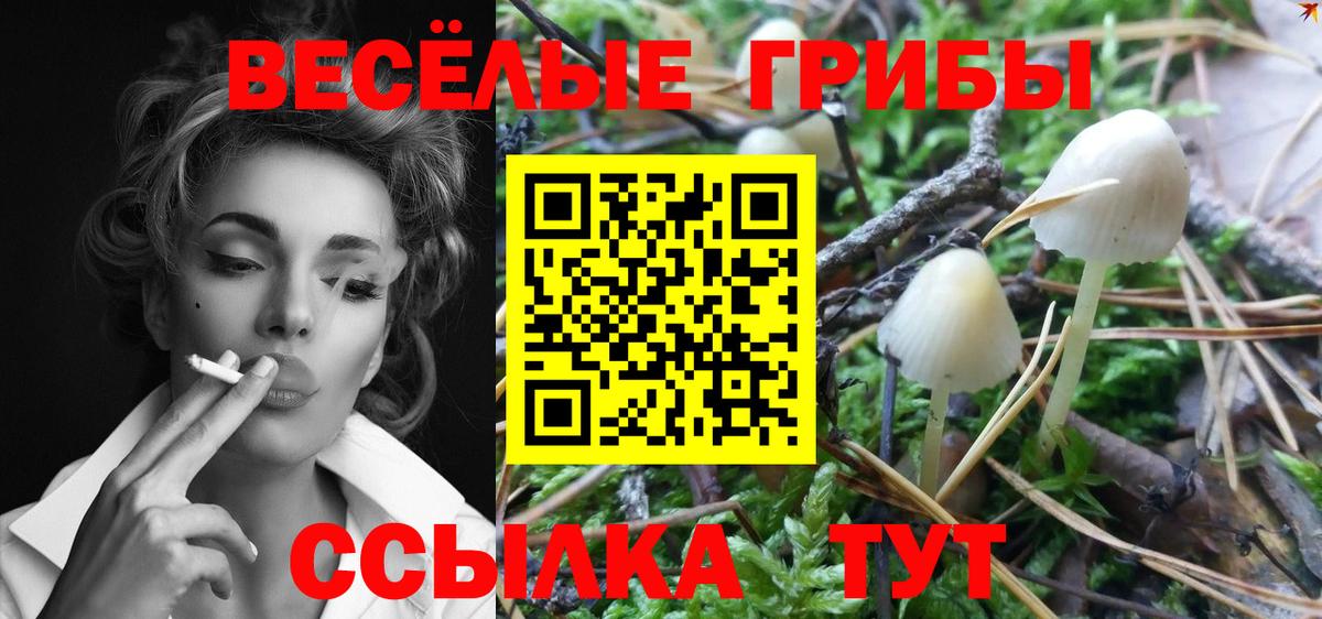 Псилоцибиновые грибы Cubensis Усть-Лабинск